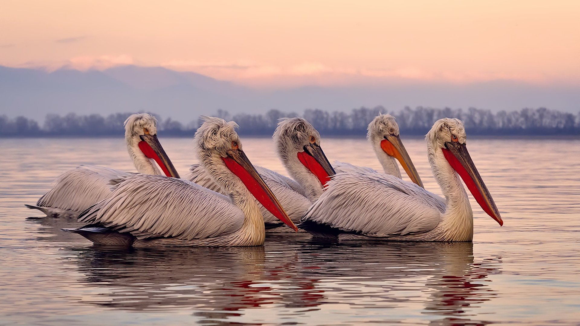 当鹰翼掠过太阳，在个人神迹与团队交响之间，我们找到了篮球的终极寓言