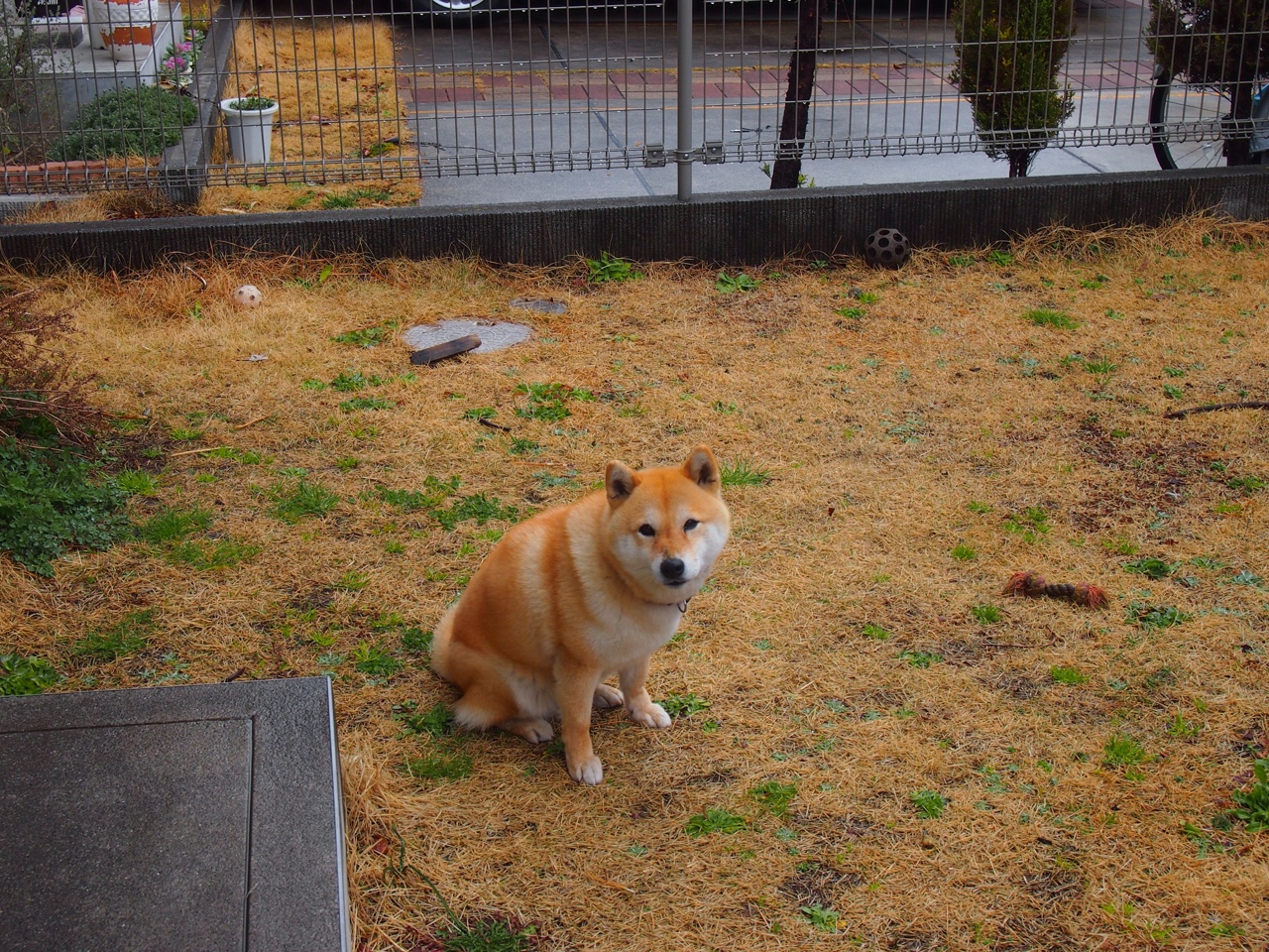 欧冠半决赛焦点战，凯尔特人的闪电风暴—速胜开拓者背后的战术革命与意志碾压