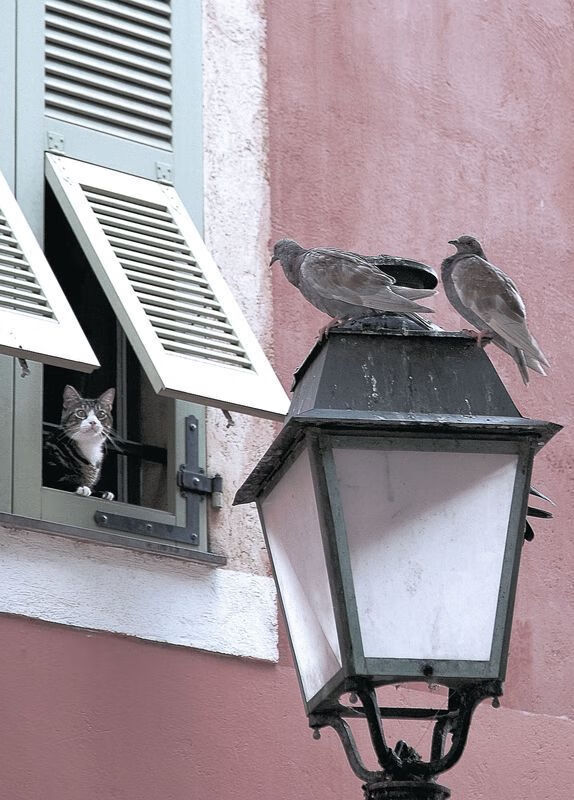 铁翼封锁下的完美标本，切特如何将步行者的篮球肢解