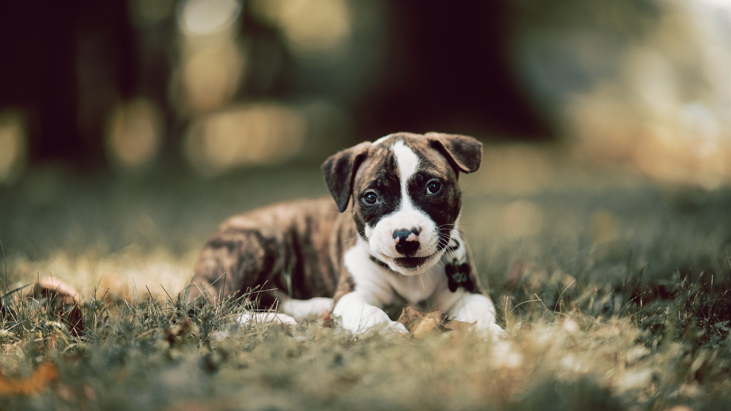 接管比赛的艺术，从CBA掘金到NBA霍勒迪的决胜时刻